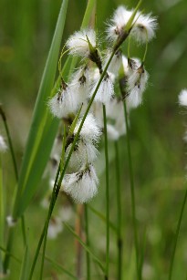 Wollgras in einem Hochmoor im Murnauer Moos