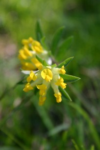 Wundklee im Ettaler Biotop unserer Umweltgruppe