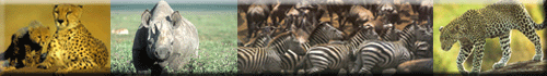 Tiere Afrikas