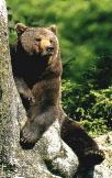 Braunb�r