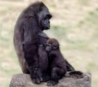 Flachlandgorilla