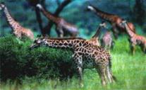 Giraffen