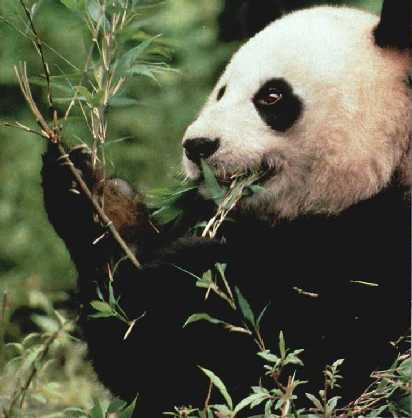 Pandab�r
