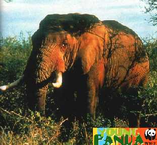 Elefant