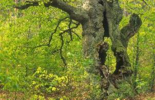 alte Buche