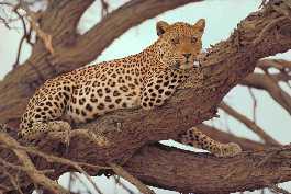 Leopard