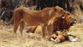 L�wenfamilie