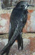 Mauersegler