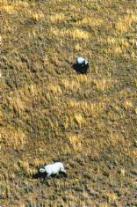 Nash�rner in der Serengeti