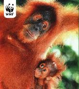 Orang-Utan