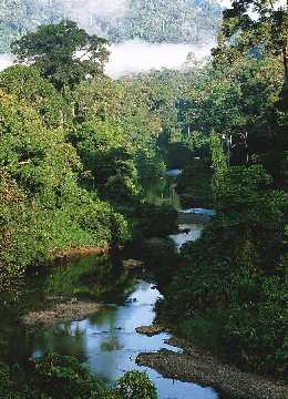 Regenwald in S�dostasien