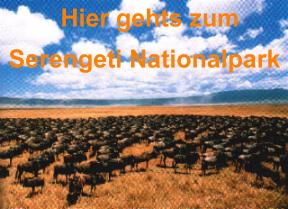 Hier gehts zum Serengeti-Nationalpark