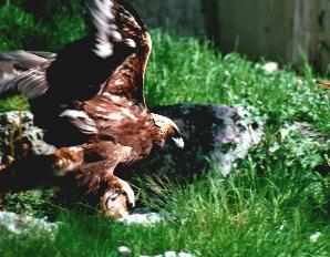 Steinadler