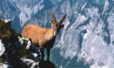 Steinbock