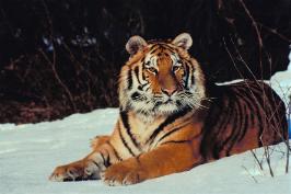 Sibirischer Tiger