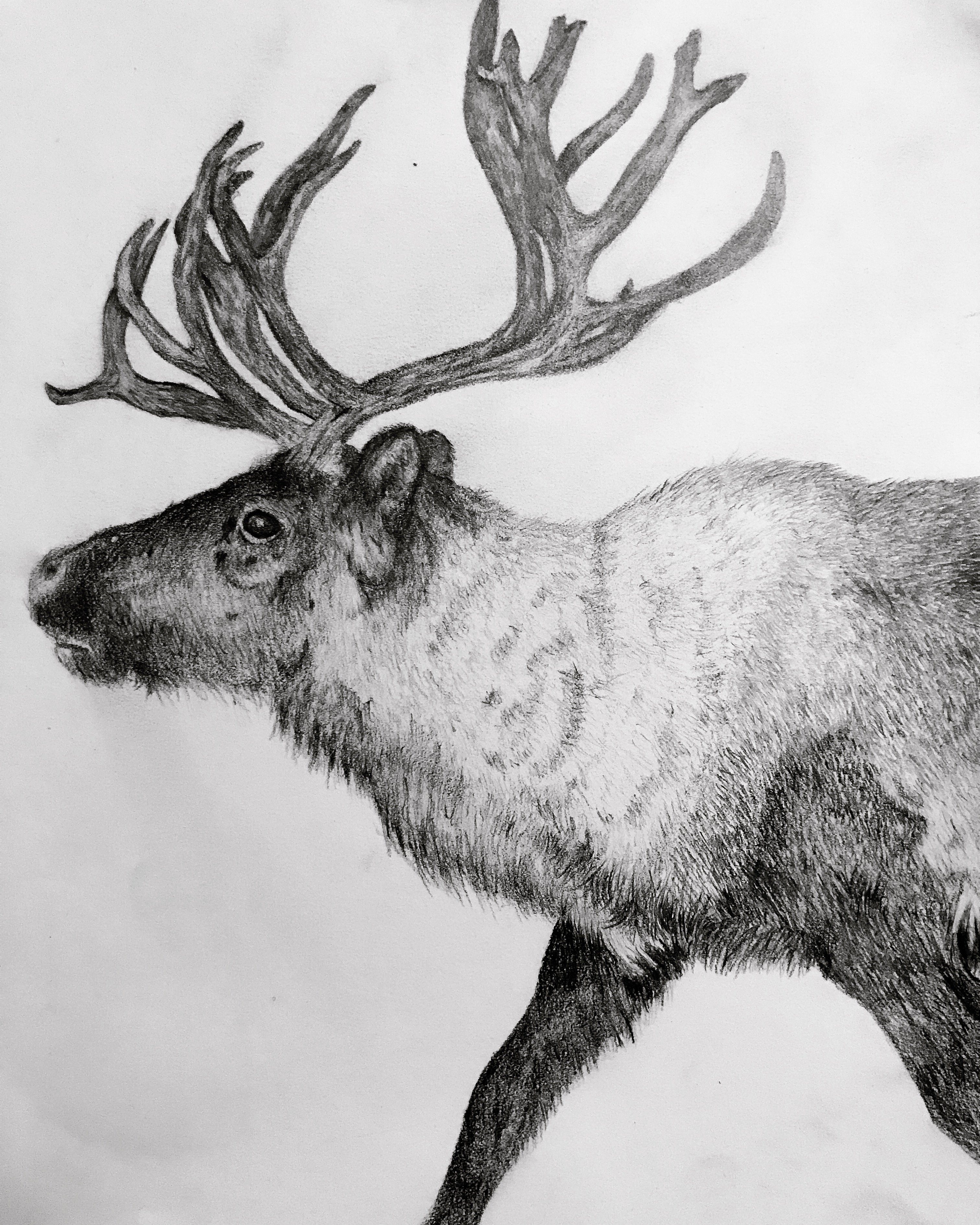 Reindeer