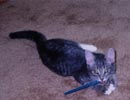Ryo-oki - Steve and Tina's cute kitten