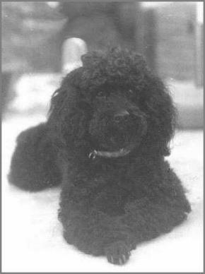 Want to see my doggie? (12610 bytes)