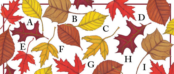 illustration sample image
