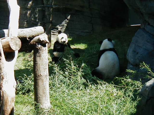 Pandas