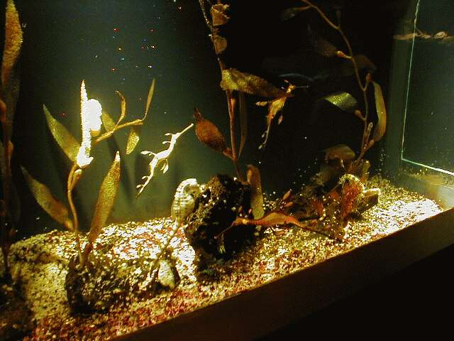 seadragons