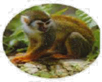 mico del amazonas 