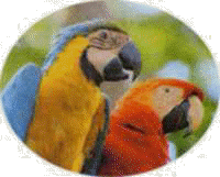papagallos
