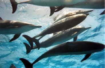 Delfini