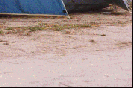 Camping degli Ulivi a Marina di Campo