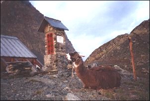 In lama sul Sella