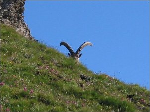 Stambecchi sul Passo Vallanta