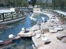 Ducks in Alces Park