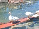 Ducks in Alces Park