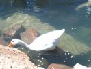 Ducks in Alces Park
