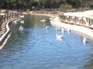 Ducks in Alces Park