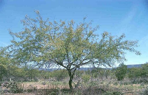  stem bark best in ruminants in ruminants in ruminants Mimosa+tenuiflora