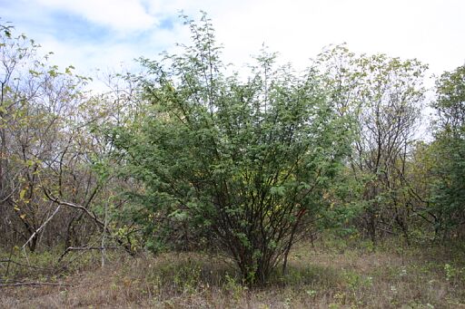 Mimosa tenuiflora bonzai - where to buy a mimosa tenuiflora tree - "where to 