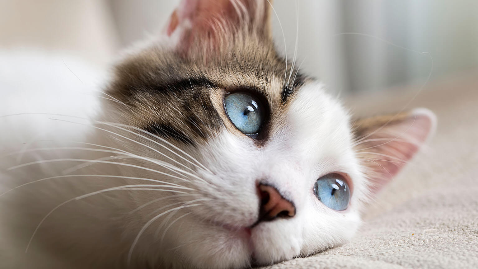 El meu gatet