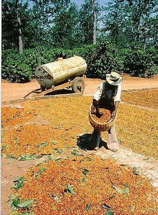 Secagem de caf�