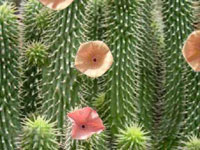 Hoodia. Grasa de la pérdida con hoodia.