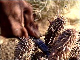 Hoodia. Herbal weight loss.