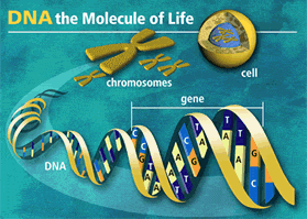 DNA