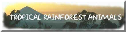 Tropical Rainforest Animals