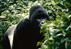 great diversity of animals great diversity of animals
