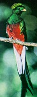 QUETZAL