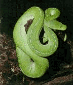 SNAKE