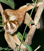 SLOW LORIS