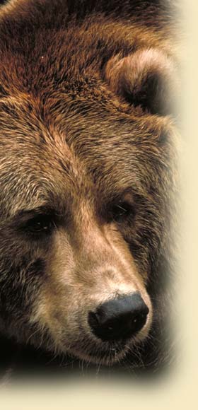 Grizzly Bear