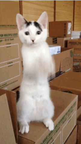 Crazy Cats