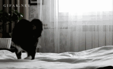 Crazy Cats